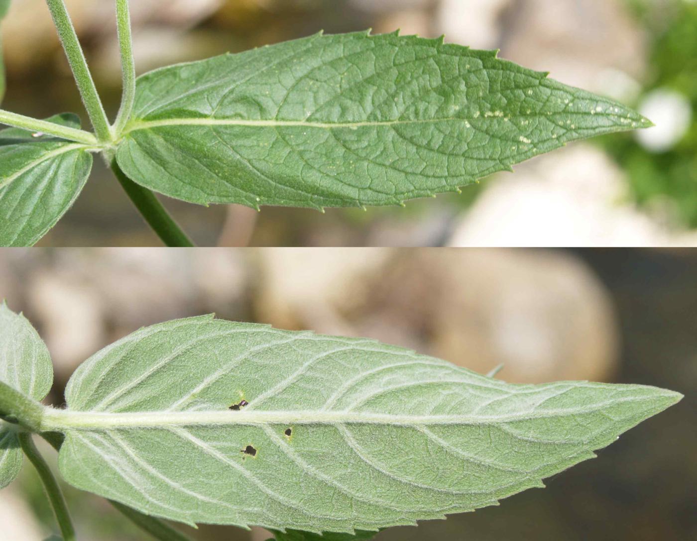 Mint, Horse leaf